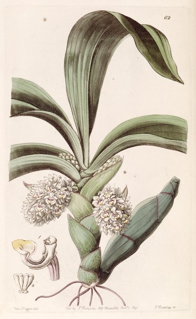 Eria spicata by Miss Drake